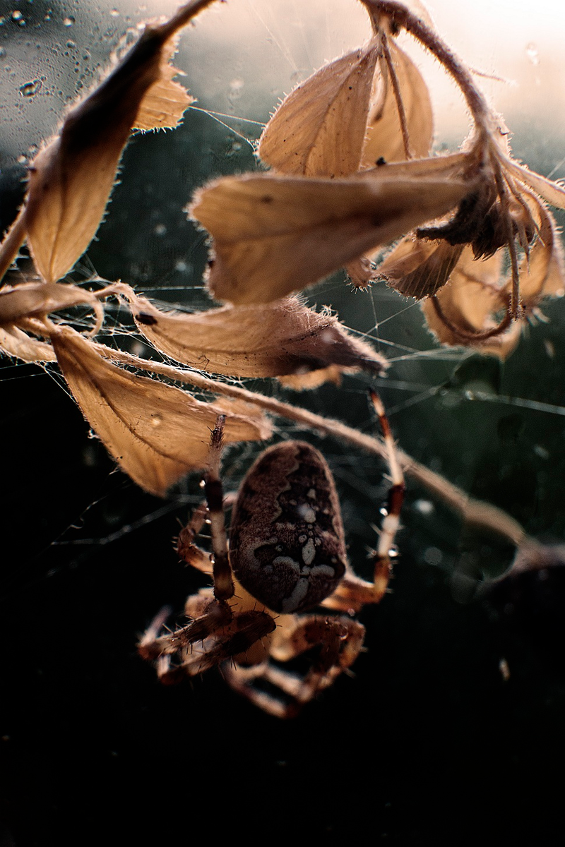 Illustration for article titled Shooting Challenge: Bugs 2
